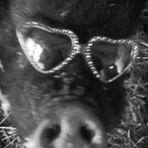 Meet your Posher, Nancy